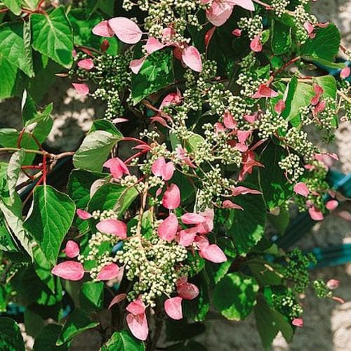 Schizophragma hydrangeoides 'Roseum' - Future Forests