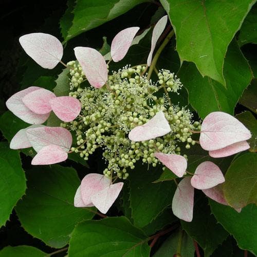 Schizophragma hydrangeoides 'Roseum' - Future Forests