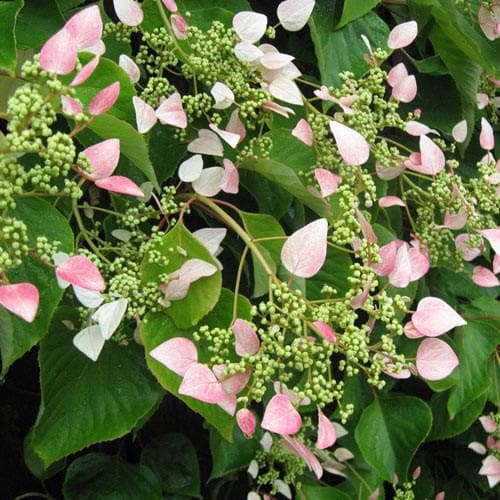 Schizophragma hydrangeoides 'Roseum' - Future Forests