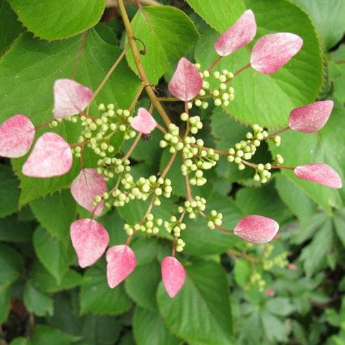 Schizophragma hydrangeoides 'Roseum' - Future Forests