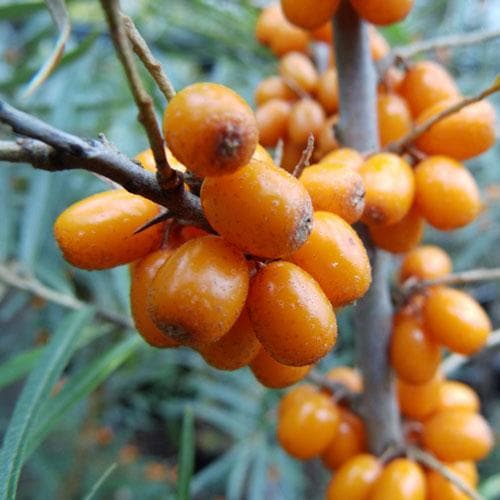 Hippophae rhamnoides Hergo - Sea Buckthorn (female) - Future Forests