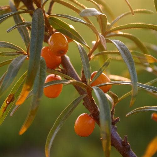 Hippophae rhamnoides Hergo - Sea Buckthorn (female) - Future Forests