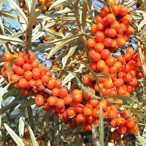 Hippophae rhamnoides Hergo - Sea Buckthorn (female) - Future Forests