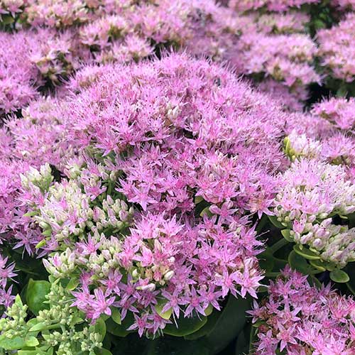 Sedum spectabile Brilliant