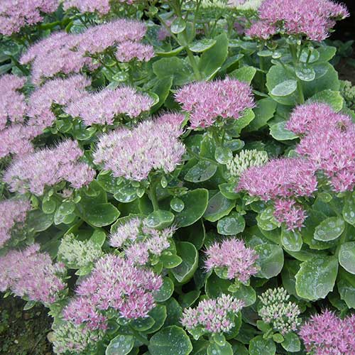 Sedum spectabile Brilliant