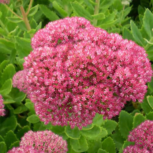 Sedum spectabile Brilliant