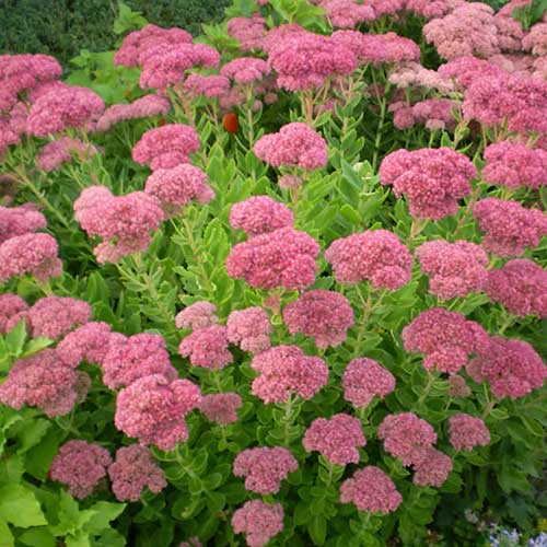 Sedum spectabile Brilliant