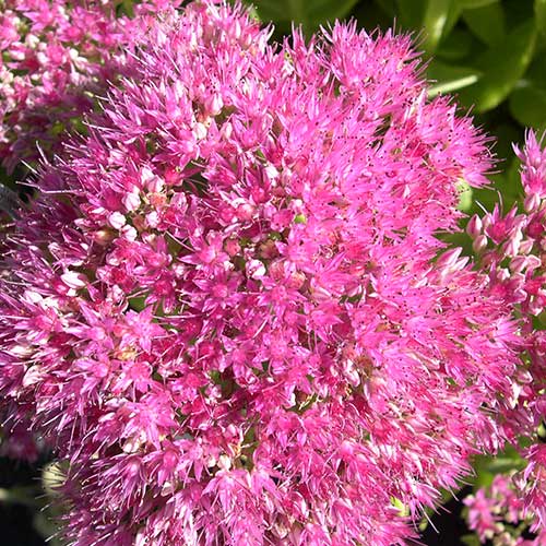 Sedum spectabile Brilliant