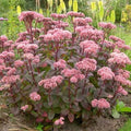 Sedum Matrona