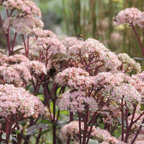 Sedum Matrona