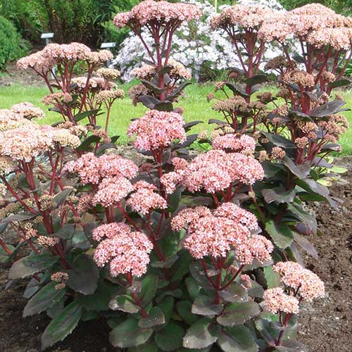 Sedum Matrona