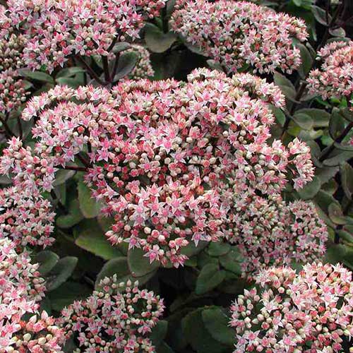 Sedum Matrona