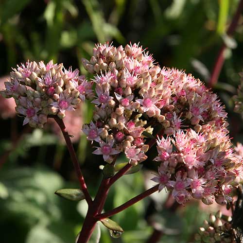 Sedum Matrona