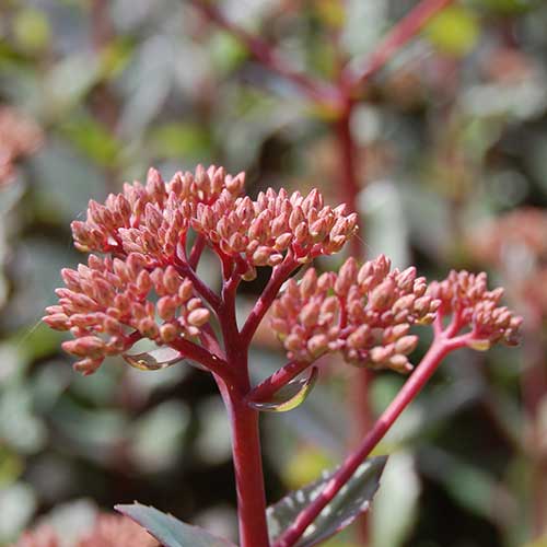 Sedum Matrona