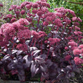 Sedum Purple Emperor