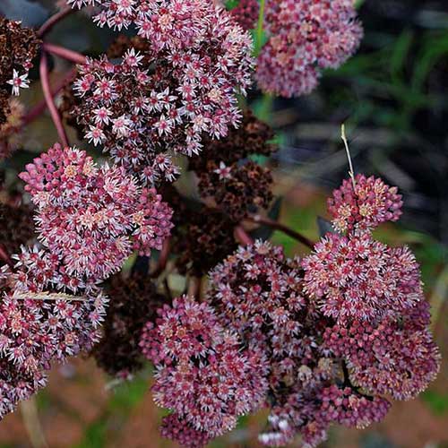 Sedum Purple Emperor