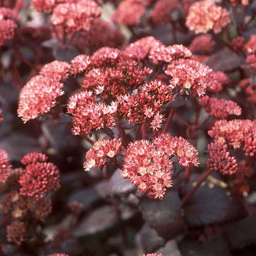 Sedum Purple Emperor