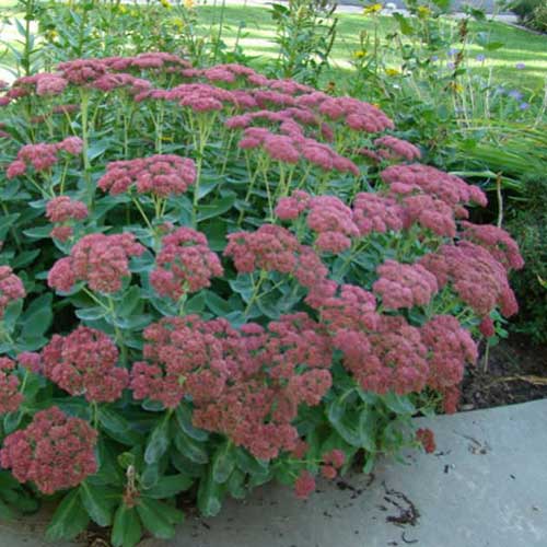 Sedum Autumn Joy (Herbstfreude)