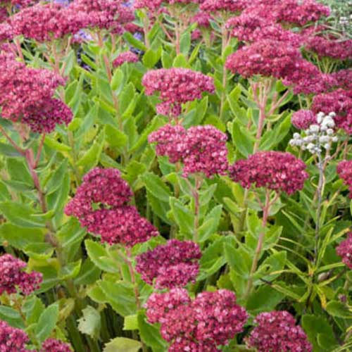 Sedum Autumn Joy (Herbstfreude)