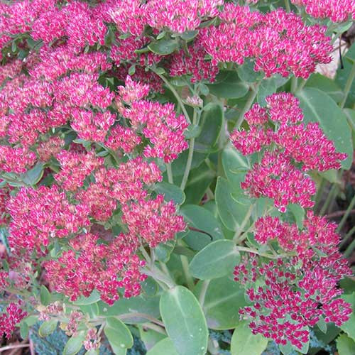 Sedum Autumn Joy (Herbstfreude)