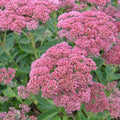 Sedum Autumn Joy (Herbstfreude)