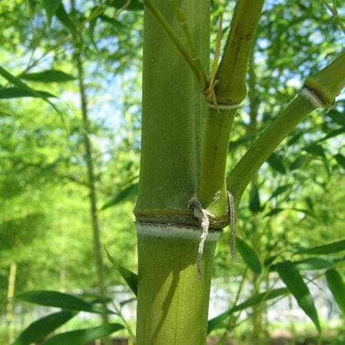 Semiarundinaria fastuosa f. 'Viridis'