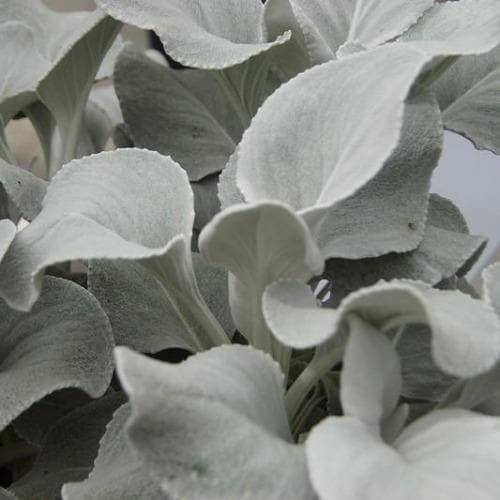 Senecio candicans Angel Wings