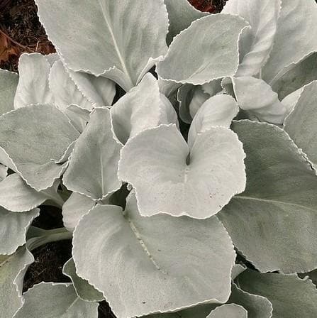 Senecio candicans Angel Wings