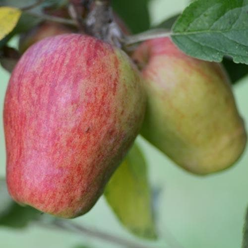 Apple Sheep's Nose - Future Forests