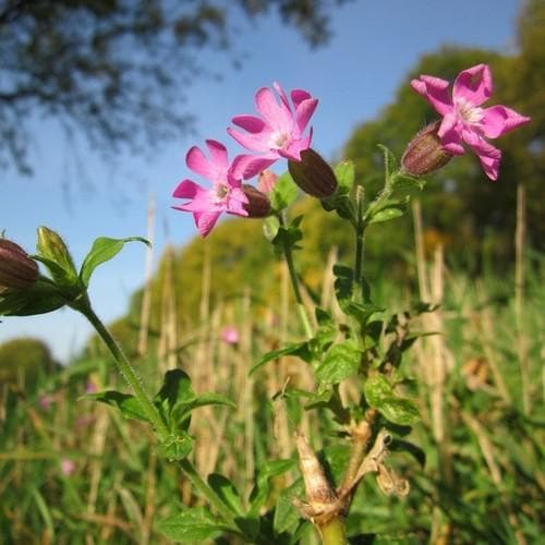 Silene dioica - Red Campion 9cm Pot