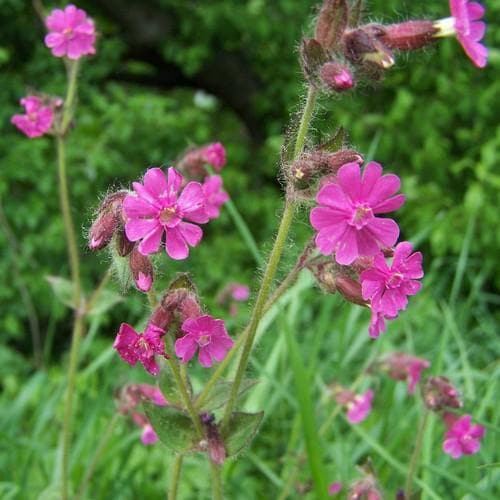 Silene Dioica - Future Forests