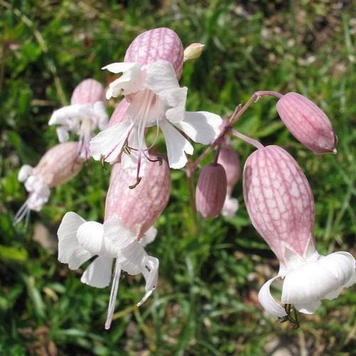 Silene vulgaris - Bladder Campion Pot | 9cm