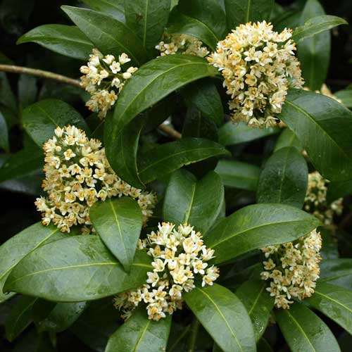 Skimmia x confusa Kew Green - male