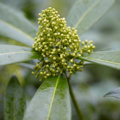 Skimmia x confusa Kew Green - male