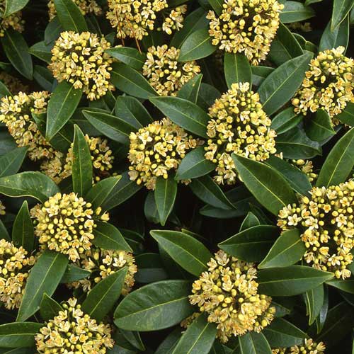 Skimmia x confusa Kew Green - male