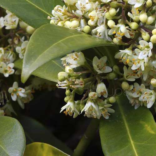 Skimmia x confusa Kew Green - male