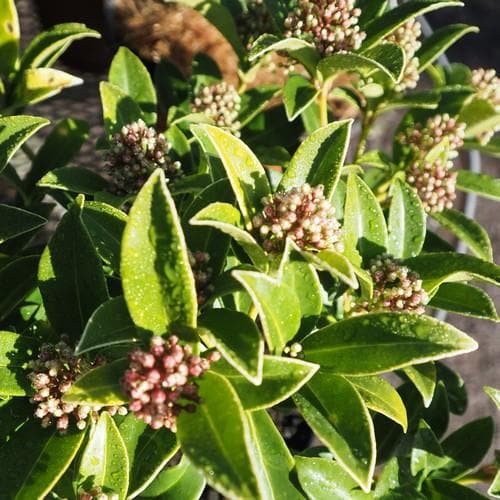 Skimmia japonica Godrie's Dwarf - Future Forests