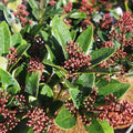 Skimmia japonica Rubella - Future Forests