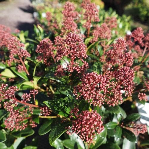 Skimmia japonica Rubella - Future Forests