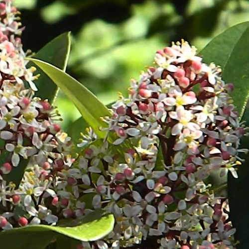 Skimmia japonica Rubinetta - male