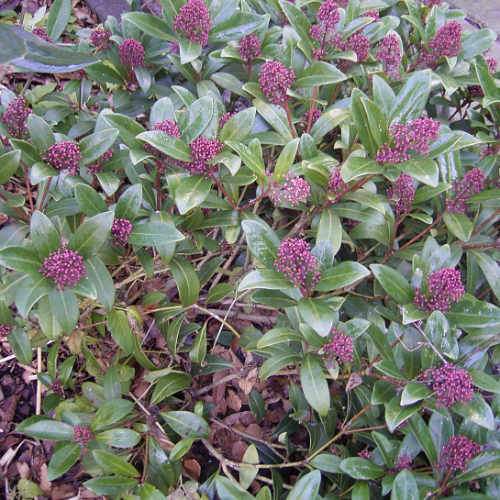 Skimmia japonica Rubinetta - male