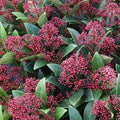 Skimmia japonica Rubinetta - male