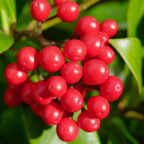 Skimmia japonica subsp. reevesiana - self fertile