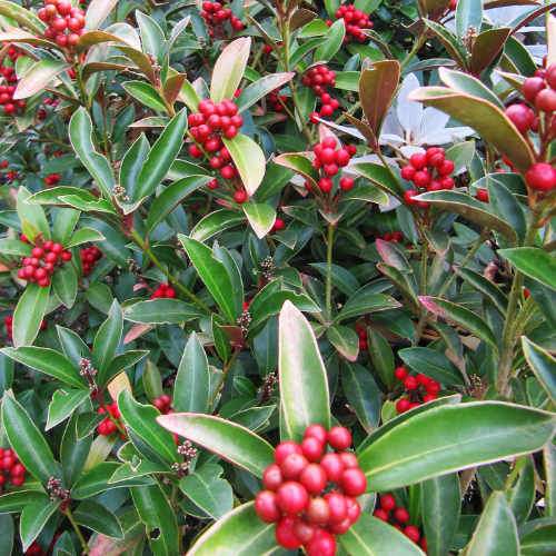 Skimmia japonica subsp. reevesiana - self fertile