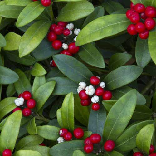 Skimmia japonica subsp. reevesiana - self fertile