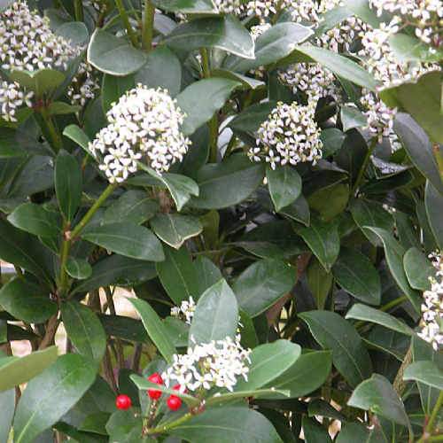 Skimmia japonica subsp. reevesiana - self fertile