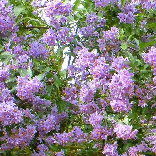 Solanum crispum Glasnevin