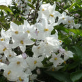 Solanum jasminoides (laxum) Album