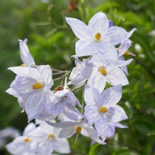 Solanum jasminoides Blue