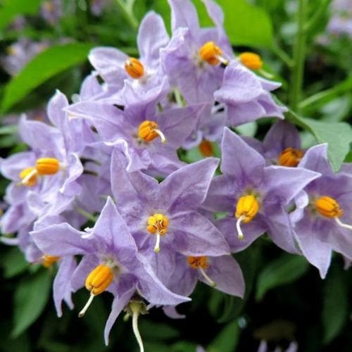 Solanum jasminoides Blue